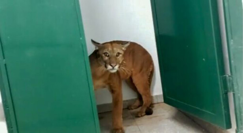 ягуар в школьном туалете