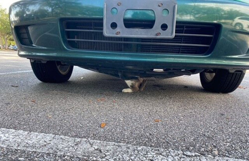 кошка застряла в автомобиле