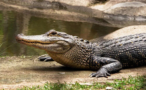 крокодил получил кулаком в лоб
