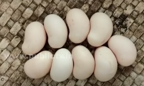 яйца похожи на орехи кешью
