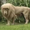 лев с аккуратной стрижкой