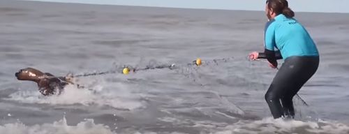 спасатели помогают морским львам