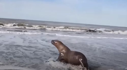 lifeguards help sea lions