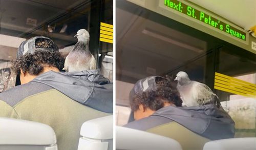 голубь в капюшоне пассажира