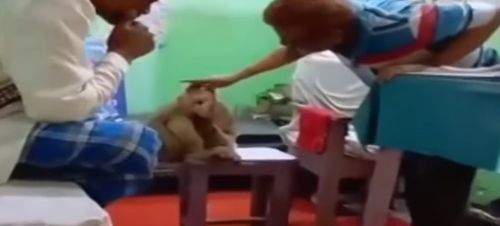 wounded monkey came to the clinic