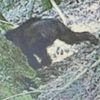 бигфут или медведь в лесу