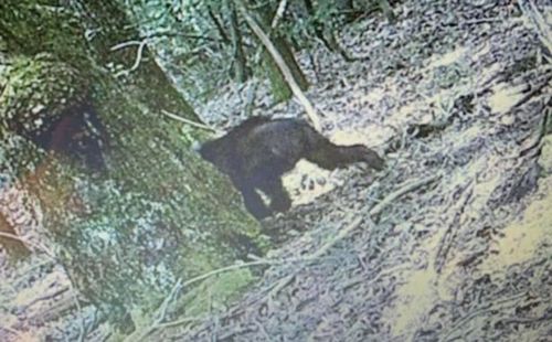 bigfoot or bear in the forest