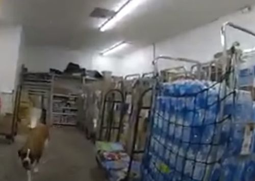 гигантская собака в магазине