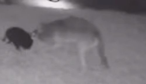 dog attacked by coyote