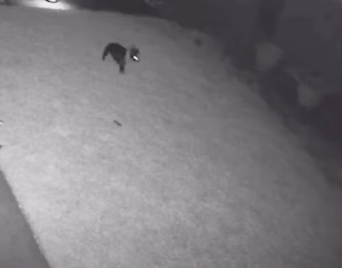 dog attacked by coyote