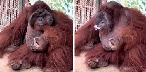 orangutan is an experienced smoker