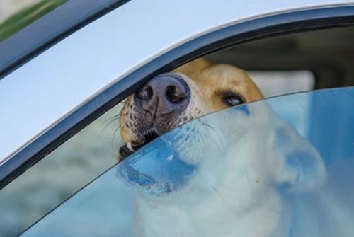 собака в раскалённой машине