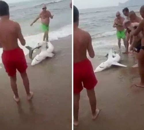на пляже издевались над акулой