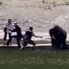 нападение бизона в парке