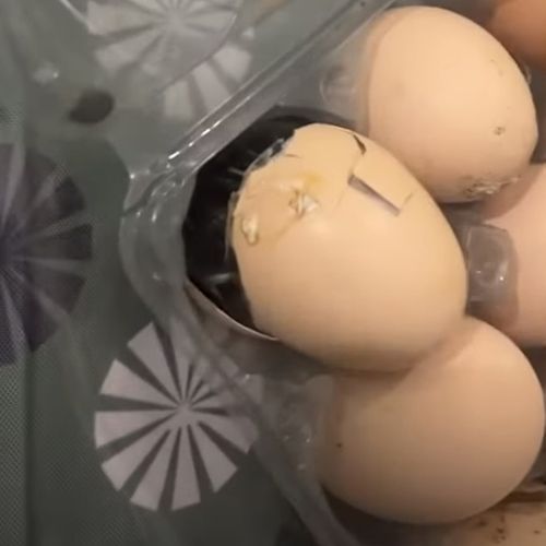 цыплёнок вылупился из яйца