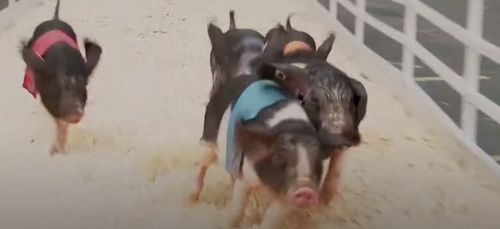 свиные бега на ярмарке