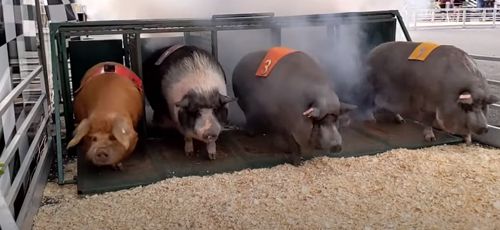 свиные бега на ярмарке