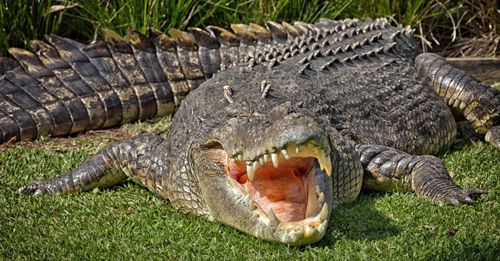 серьёзные травмы от крокодила
