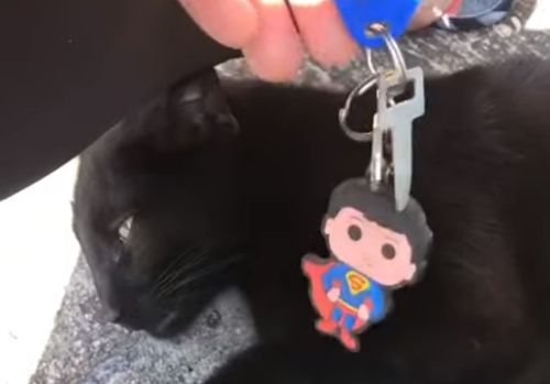 чёрная кошка достала ключи