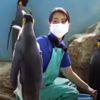 пингвины не хотят дешёвую рыбу