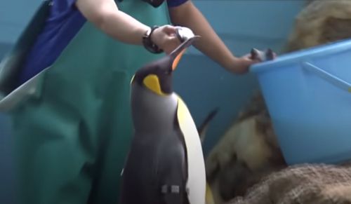 пингвины не хотят дешёвую рыбу