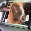 овца в полицейской машине
