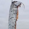пойманная рыба с длинным телом