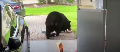медведь и холодильник в гараже