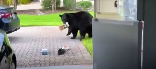 медведь и холодильник в гараже