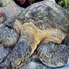черепаха под дощатым настилом