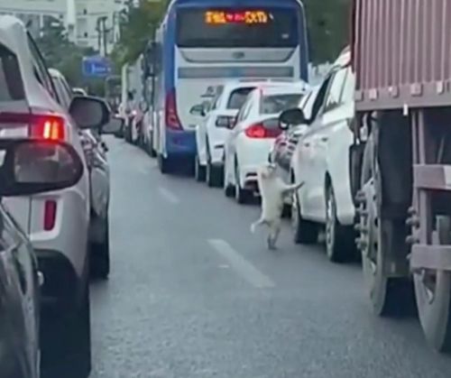 щенка высадили из машины на дороге