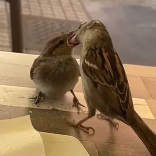 птичка и птенец в ресторане