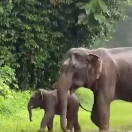 слониху и детёныша спасли из ямы