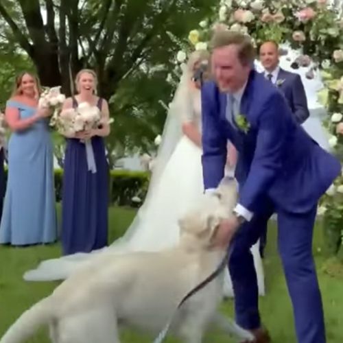 пёс на свадьбе врезался в микрофон