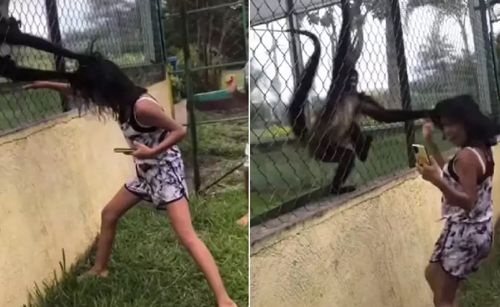 обезьяны схватили волосы девочки