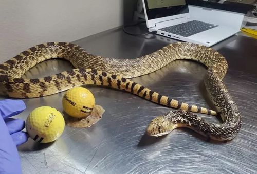 змея съела два мяча для гольфа