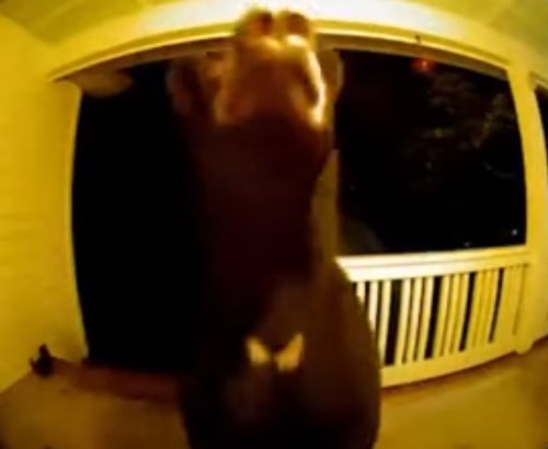 the bear rang the doorbell at night