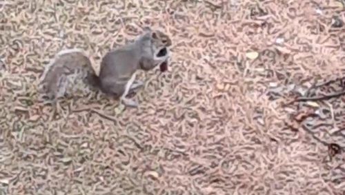 squirrel with electronic cigarette