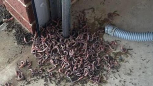 worms in garage after rain