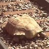 черепаху сбил поезд