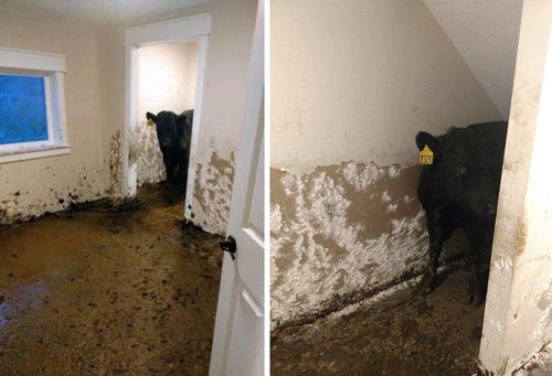 cows settled in the house