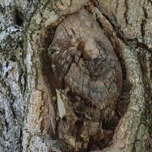 owl camouflaged on a tree