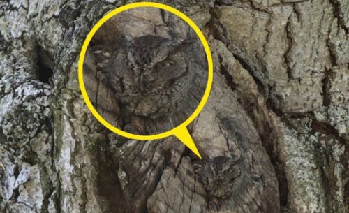 owl camouflaged on a tree