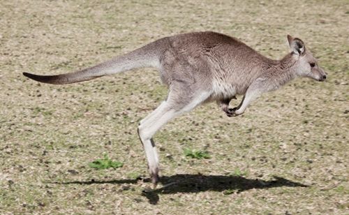 поиски сбежавшего кенгуру