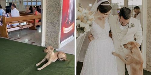 бездомный пёс пришёл на свадьбу