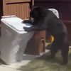 медведь украл мешок с мусором