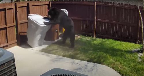медведь украл мешок с мусором