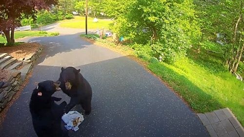 медведи подрались из-за мусора
