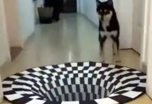 optical illusion on a carpet