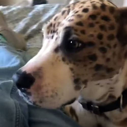 the dog looks like a leopard